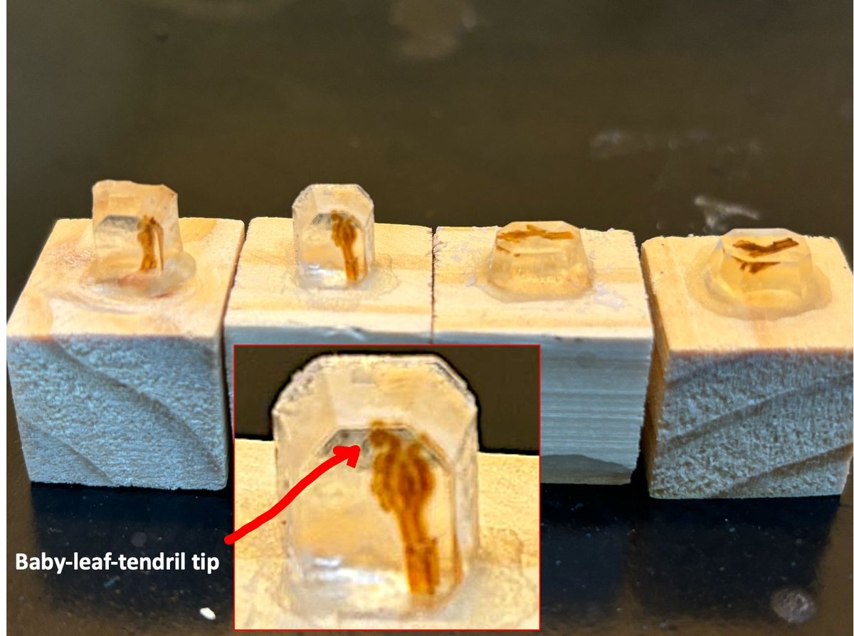 ClimbDevo group (@marisousabaena) on Twitter photo Our historesin blocks are ready, and we're sectioning shoot apices with tiny leaf primordia in both longitudinal and transversal planes! How adorable are those baby leaf tendrils with their tiny coiled tips?! 🥹made by <a href="/GiacomazziBruna/">Bruna Giacomazzi</a> #ClimbingPlants #PlantAnatomy #Microscopy Our historesin blocks are ready, and we're sectioning shoot apices with tiny leaf primordia in both longitudinal and transversal planes! How adorable are those baby leaf tendrils with their tiny coiled tips?! 🥹made by <a href="/GiacomazziBruna/">Bruna Giacomazzi</a> #ClimbingPlants #PlantAnatomy #Microscopy