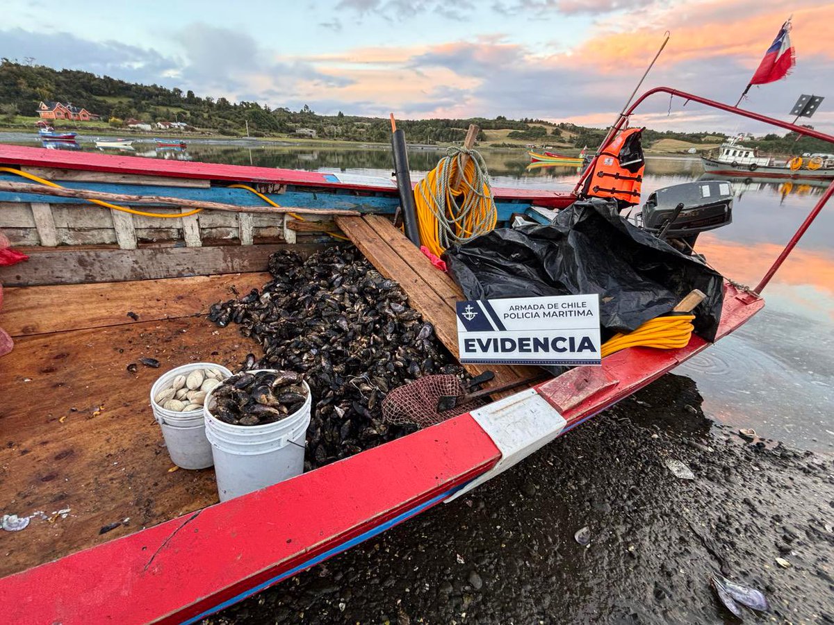 🚨ATENCIÓN 🚨Policía Marítima de la <a href="/CAPUERTOQUEMCHI/">CapuertoQuemchi</a> realizó incautación de recursos hidrobiológicos sin acreditación de origen legal en #Caleta #Quicaví 🫡 recurso fue devuelto al mar ⚓️
#SemanaSanta2025
#PlanReloncaví 
.
.
.
.
<a href="/Armada_Chile/">Armada de Chile</a> <a href="/DGTM_Chile/">DIRECTEMAR - Armada de Chile</a> <a href="/MARITGOBCASTRO/">MARITGOBCAS</a>