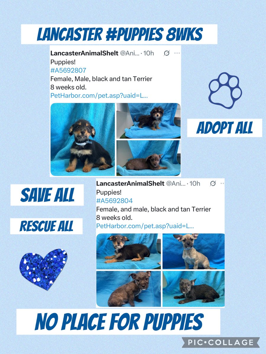SarahjaneGille1's tweet photo. #PUPPIES 8wks Lancaster NO PLACE for them. Everyone utterly #adorable #cute #sweet so help by #REPOSTING #2POSTS #5692807 #tobiessmalldogrescue #dogswithoutborders #littlepawsdoggierescue #smallbreedrescueofsocal #TinyPawsResQ #silkyterrierrescue #happytailsrescue #savepuppies https://t.co/I9RngwDMlv