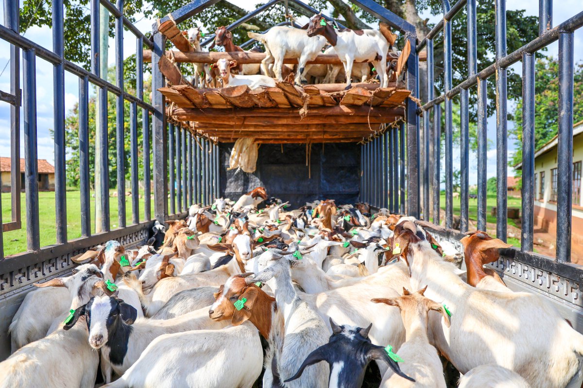 Heifer_Uganda's tweet photo. Through our #SAYEProject, we are equipping youth with productive assets, to enable them unlock pathways to decent, dignified employment and building a resilient future through agribusiness enterprise development @MastercardFdn @AsigmaGroup @curadincubator @fsme_uganda @fsduganda https://t.co/2eJ6iHUspG