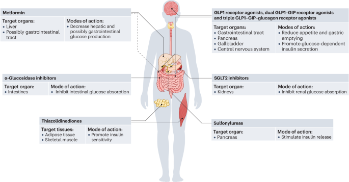 New content online: Insulin resistance in type 2 diabetes mellitus bit.ly/4jl9678