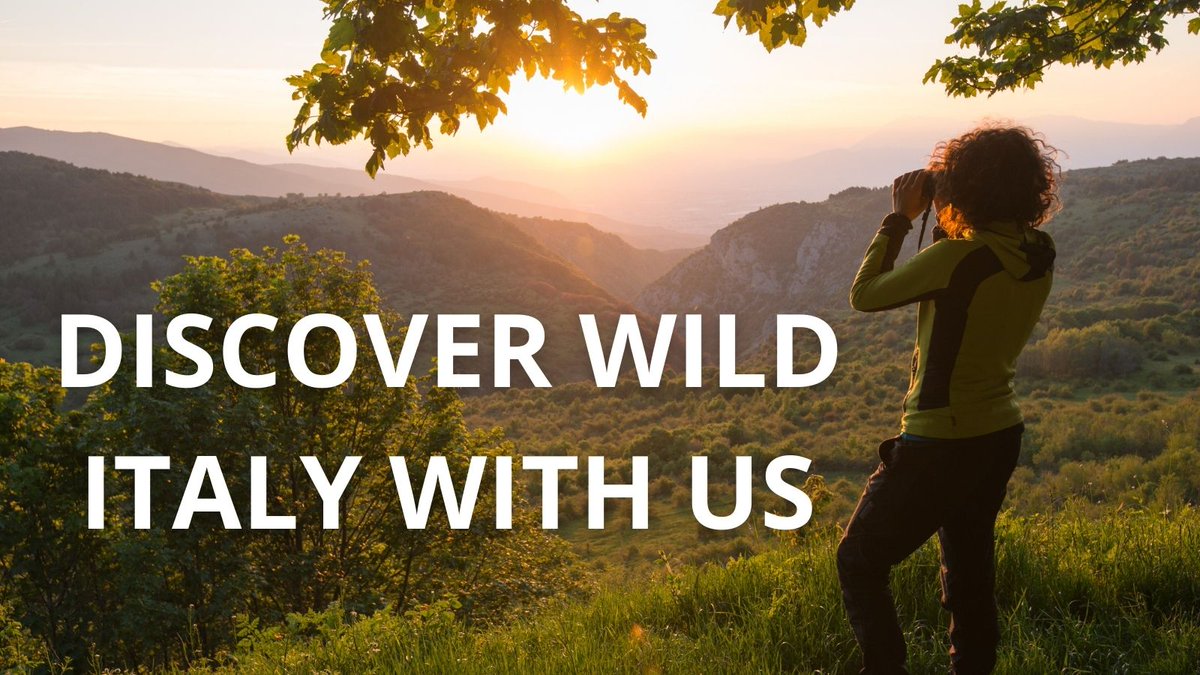 ScotlandTBP's tweet image. Italy’s Central Apennines region is one of Europe’s most inspiring wildlife comeback stories – and now, for the very first time, you can experience it with us.

🥾 Hike through landscapes reclaimed by nature, where wolves, bears, and thriving communities share a revitalised,…