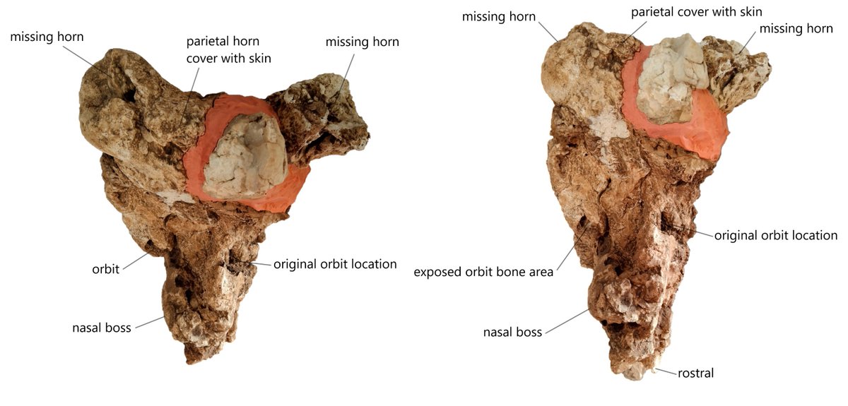 Top view on new centrosaurine ceratopsid skull GCE1904051929 refers as mummified head of Rectifrondiceratops. A new ceratopsian species found in Arizona from United States.
Read more: petrifiedembryology.wordpress.com/petrified-embr…
Download: smashwords.com/books/view/173…