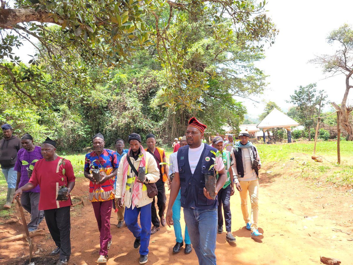 SundayGeofrey5's tweet photo. On April 15, I engaged traditional leaders in planting indigenous trees at the Bamunkumbit Palace Sacred Forest as part of the activities to mark the #IndigenousTreeDay organized by the #African Tree Seed Group to promote the planting of threatened native species.
@SSuhucam https://t.co/hRDDCyMcU1