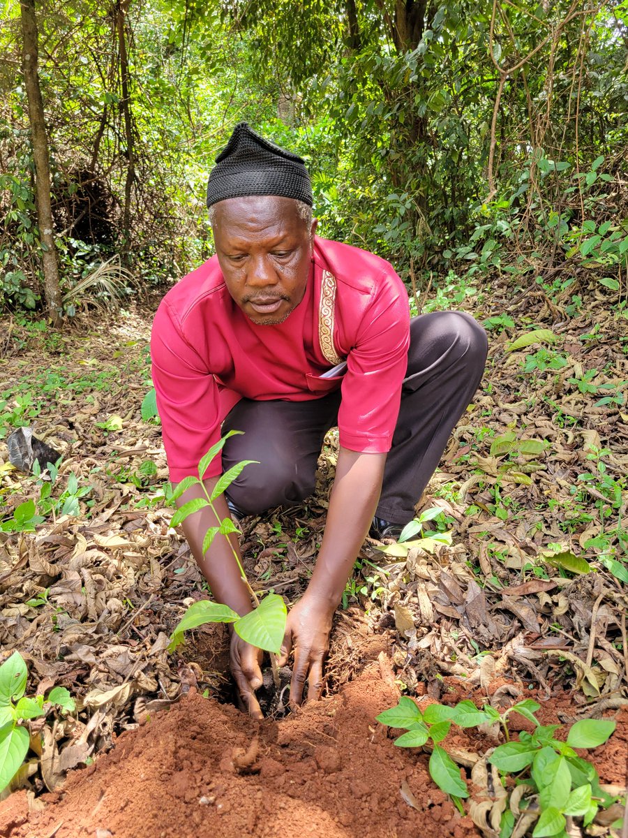 SundayGeofrey5's tweet photo. On April 15, I engaged traditional leaders in planting indigenous trees at the Bamunkumbit Palace Sacred Forest as part of the activities to mark the #IndigenousTreeDay organized by the #African Tree Seed Group to promote the planting of threatened native species.
@SSuhucam https://t.co/hRDDCyMcU1