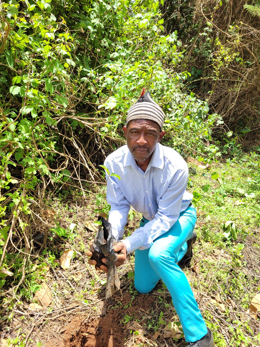 SundayGeofrey5's tweet photo. On April 15, I engaged traditional leaders in planting indigenous trees at the Bamunkumbit Palace Sacred Forest as part of the activities to mark the #IndigenousTreeDay organized by the #African Tree Seed Group to promote the planting of threatened native species.
@SSuhucam https://t.co/hRDDCyMcU1
