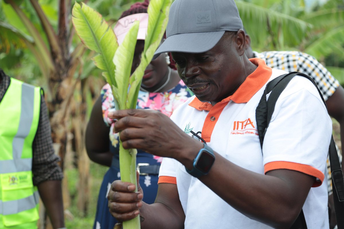 IITA Uganda (@iita_uganda) on Twitter photo 🎉👏Double Celebration for <a href="/IITA_Uganda/">IITA Uganda</a>🌟Dr. George Mahuku ranked by Research.com
- D-Index: 38
- Citations: 4,640
- Publications: 94
Global Rank: 2668
National Rank (Uganda): 168
Kudos, Dr. <a href="/GMahuku/">George Mahuku</a> ! You inspire us all! 🌟 #ResearchExcellence #ScientistSpotlight 🎉👏Double Celebration for <a href="/IITA_Uganda/">IITA Uganda</a>🌟Dr. George Mahuku ranked by Research.com
- D-Index: 38
- Citations: 4,640
- Publications: 94
Global Rank: 2668
National Rank (Uganda): 168
Kudos, Dr. <a href="/GMahuku/">George Mahuku</a> ! You inspire us all! 🌟 #ResearchExcellence #ScientistSpotlight