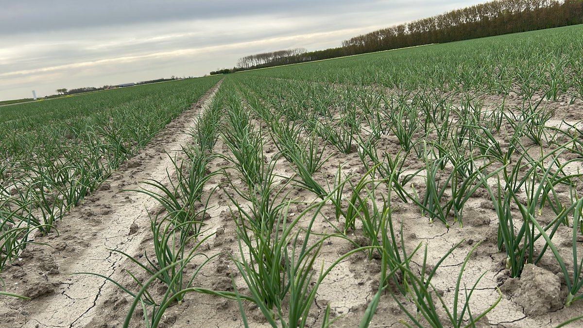 Hoe mooi kan het groeien 17 april 2025 #uien #jetset #flakkee #akker #oogst25 <a href="/AkkerTweet/">Akkerwijzer.nl</a> #droog #beregenen