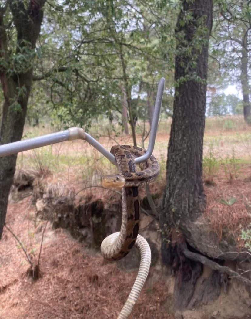 INDICEMEDIAMX's tweet image. ⭕️ #ProFauna | Autoridades ambientales acuden a Atltzayanca a proteger la fauna nativa ante fuerte incendio  #ÍNDICEMEDIA  is.gd/ClgSGI