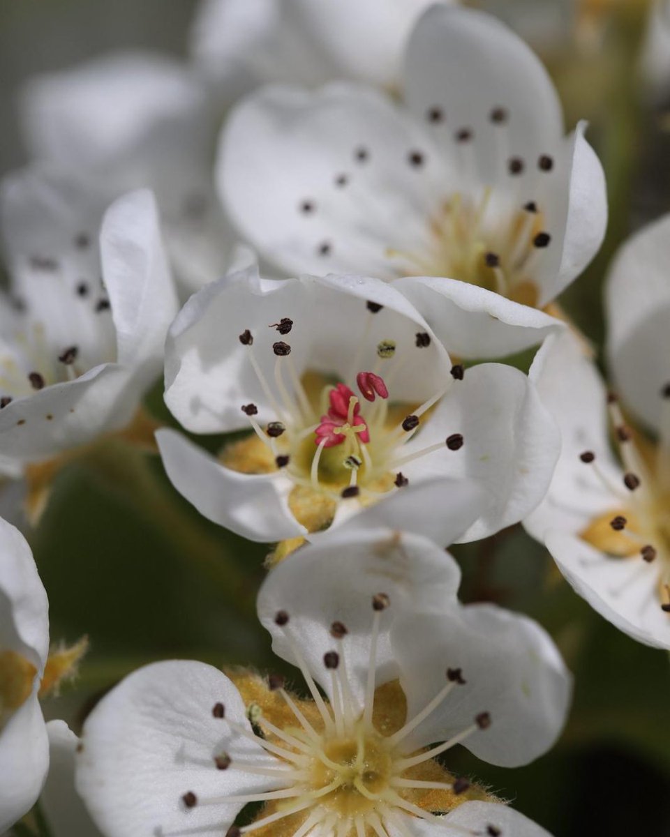 What better way to spend the Easter weekend than surrounded by nature?🌸

As you can see, spring is officially in bloom! Enjoy these shots of early purple orchids and Bramley and pear blossoms in our orchards.

We hope you have a restful weekend and a fantastic Easter break.