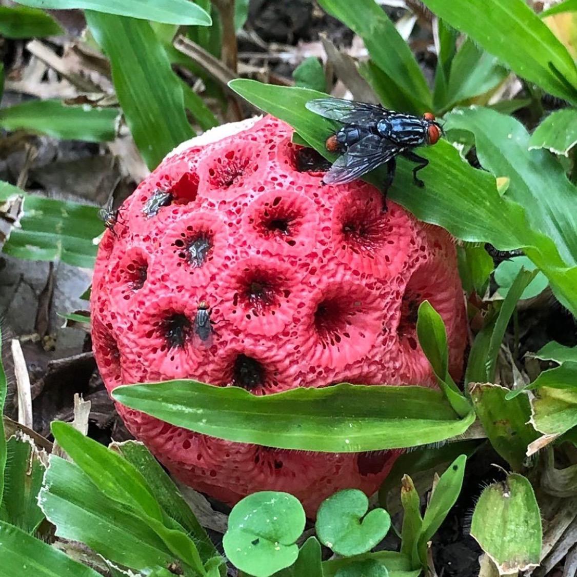 RoostersWorldja (@roostersworldja) on Twitter photo We have some special organisms in Jamaica. What comes to mind when you see this picture ?
follow <a href="/RoostersWorldja/">RoostersWorldja</a> to learn more or share info about nature. We have some special organisms in Jamaica. What comes to mind when you see this picture ?
follow <a href="/RoostersWorldja/">RoostersWorldja</a> to learn more or share info about nature.
