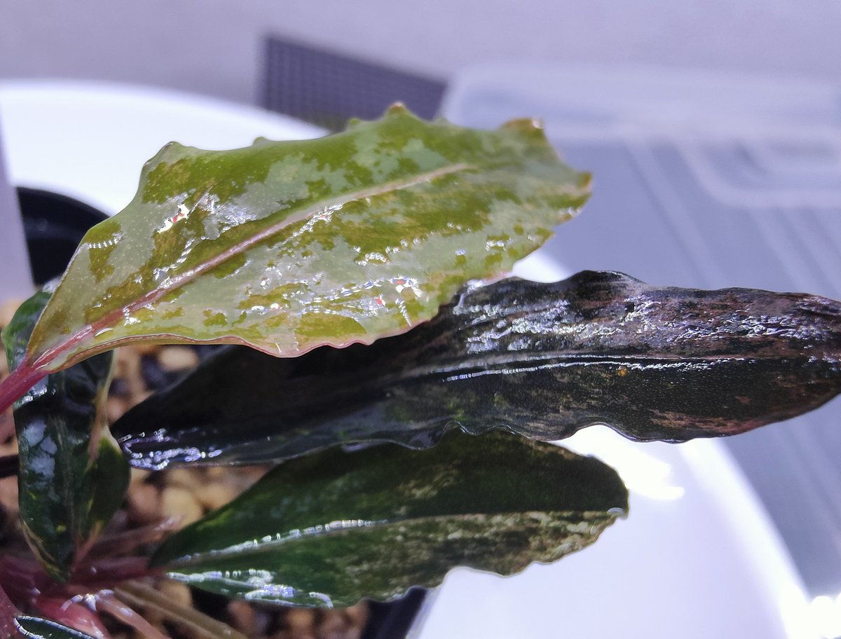 kiboudeko's tweet photo. Bucephalandra sp."Deep purple"
【AZ1011-XX】2018/12
variegata
ディープパープル斑入り
ひっそりと斑入り継続してます😅
#ブセファランドラ
#Bucephalandra
#AZ便 #斑入り #variegata
#バリエガータ #大型ブセ https://t.co/R5oATnqLON