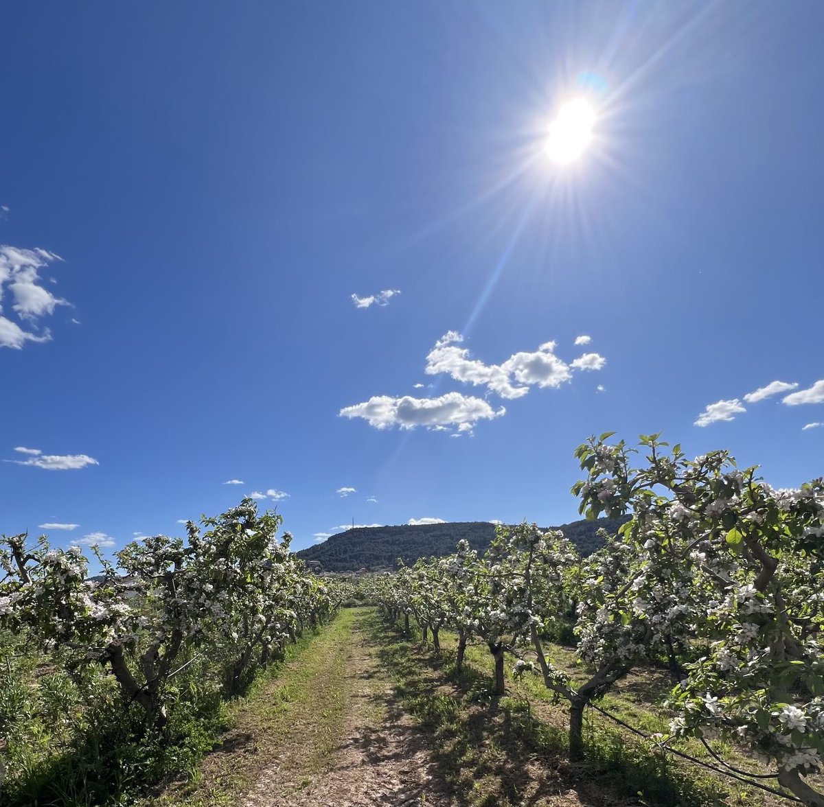 lolimuar's tweet photo. "Va durar poc, és clar, la primavera,  
i ara, passats els anys, ningú no en parla.  
M'esgarrifa pensar-hi. Jo vaig viure-la."

#mmpol https://t.co/TWuz7wY5oM
