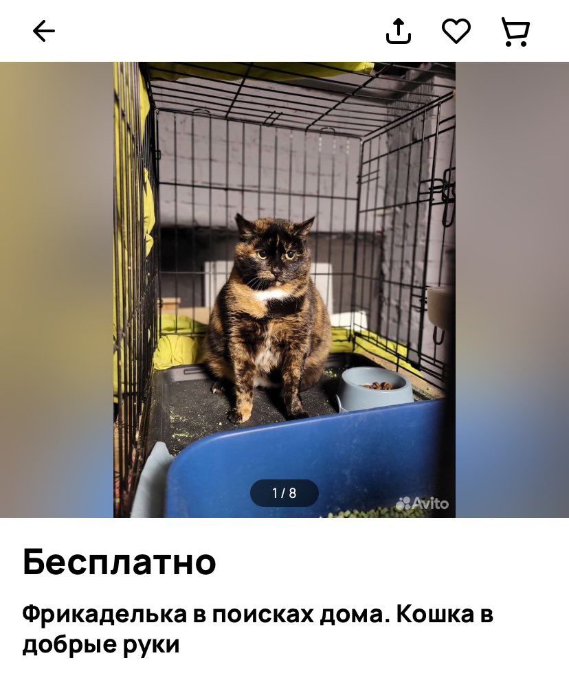 самое больное для меня — заходить на авито по своим вопросикам и каждый день видеть в рекомендациях ИХ. Забрать всех невозможно, но рассказать другим вполне себе.

Посмотрите на Фрикадельку! Ну какая булочка! В клетке…как это возможно, что она в клетке?? Заберите ❤️❤️❤️