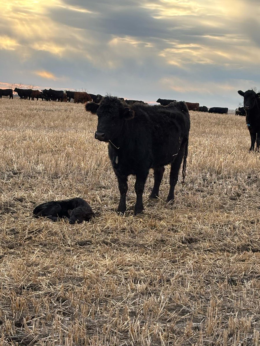 Calving 25 started a couple wks early. Always a few challenges at the front end. <a href="/AdamThompsonT2/">Adam Thompson</a>,  <a href="/HollyThompson8/">Holly Sparrow</a> and our crew have loaded a lot of animals with this rig. Not fancy but vert functional. #teetwo #calve25