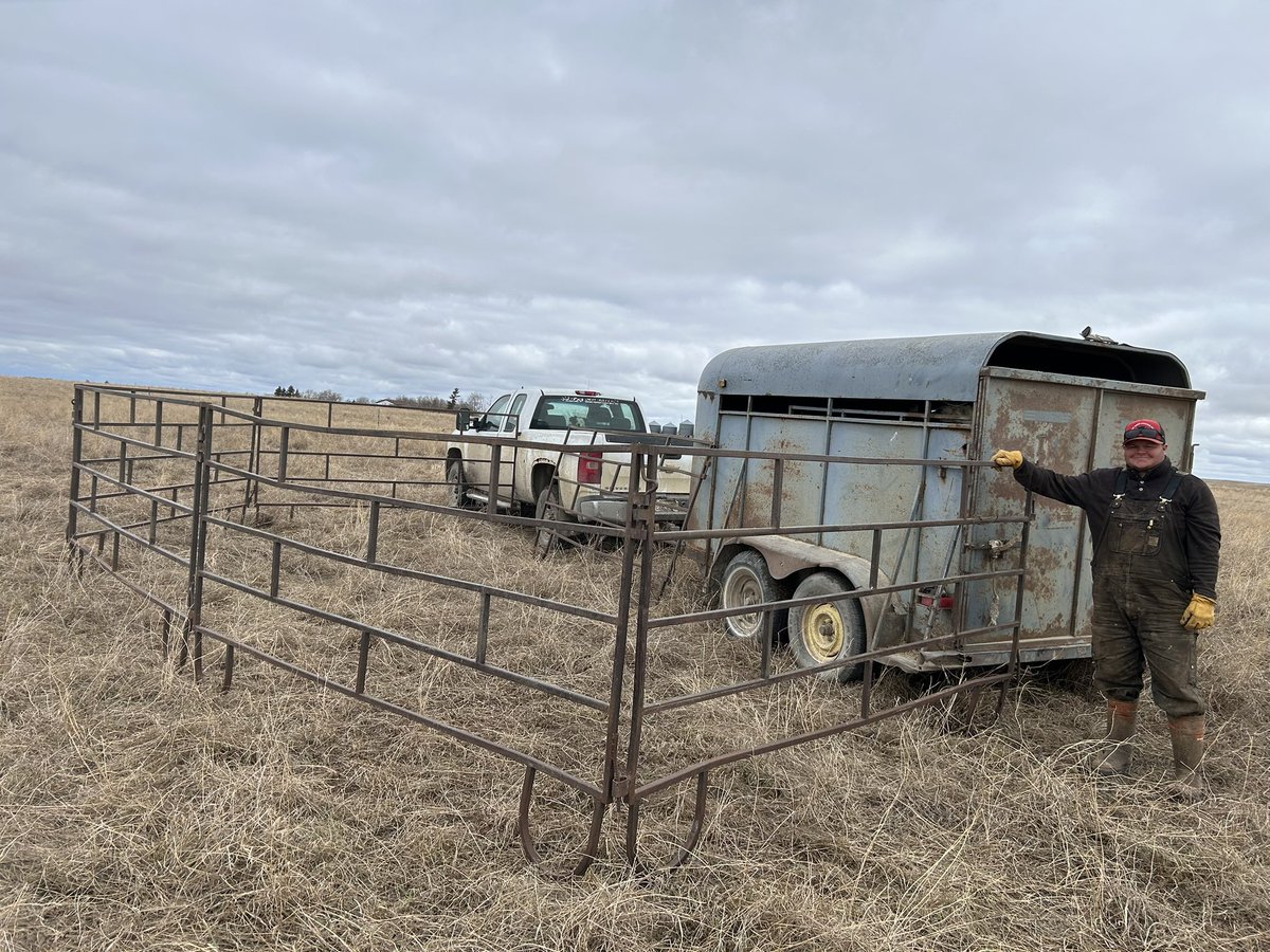 teetwodmt_duane's tweet photo. Calving 25 started a couple wks early. Always a few challenges at the front end. @AdamThompsonT2,  @HollyThompson8 and our crew have loaded a lot of animals with this rig. Not fancy but vert functional. #teetwo #calve25 https://t.co/NU9GRnSMx5