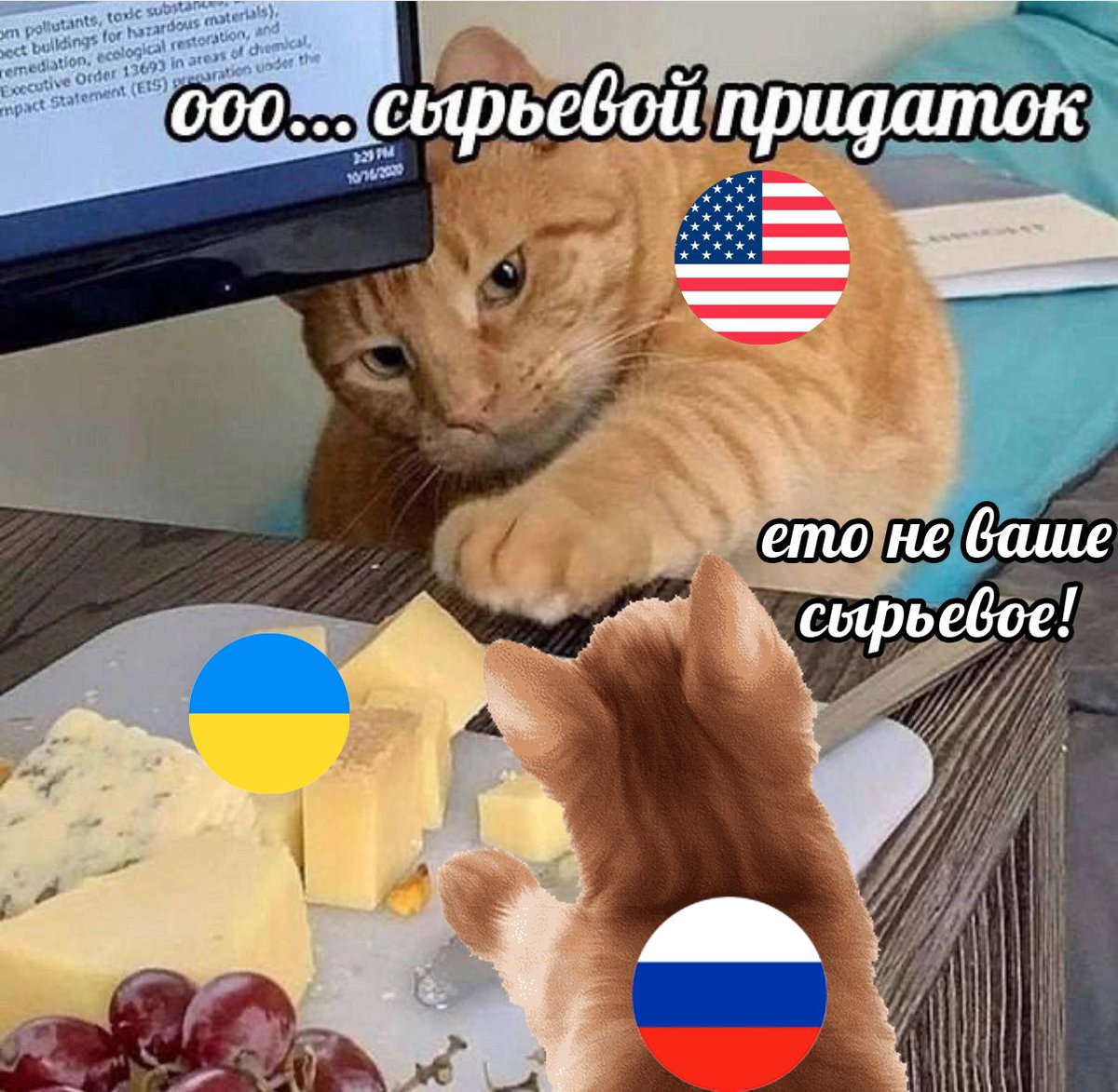 котеки не щадят животеки👌😼