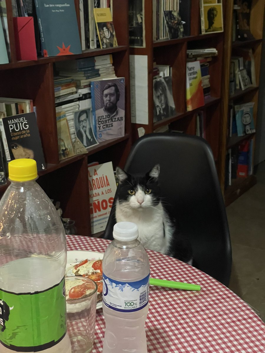 pidoelsilencio's tweet photo. la risa que me da cuando preparo la comida hago otra cosa y este gordo aparece así en la mesa diciendo bueno a ver que cocinaste hoy https://t.co/vpUf8vo0F8