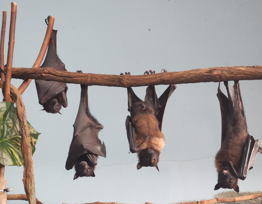 CincinnatiZoo's tweet photo. The giant fruit bat (from left to right: Nanner, Peach, Seymore &amp; Luce) relies on its keen sense of smell for locating food. As the bat feeds &amp; flies throughout the forest, it pollinates and disperses seeds, helping to regenerate plant growth in the ecosystem #batappreciationday https://t.co/OaMuzXN0Kd