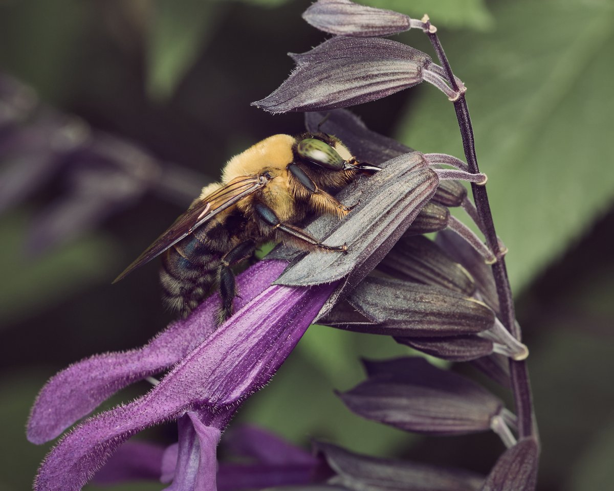 lowbassphotog's tweet photo. Going straight for the good part #easterncarpenterbee #xylocopavirginica #bees #macrophotography #insectphotography #photography #wildlifephotography #pollinator #nativebee #nativepollinators #insect #closeupphotography #macro #naturemacro #appicoftheweek #canonfavpic #captureone https://t.co/L01CrpzCuZ
