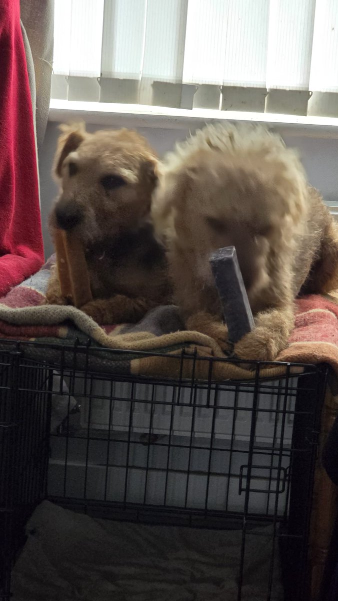 Filbert Lakeland tweet media