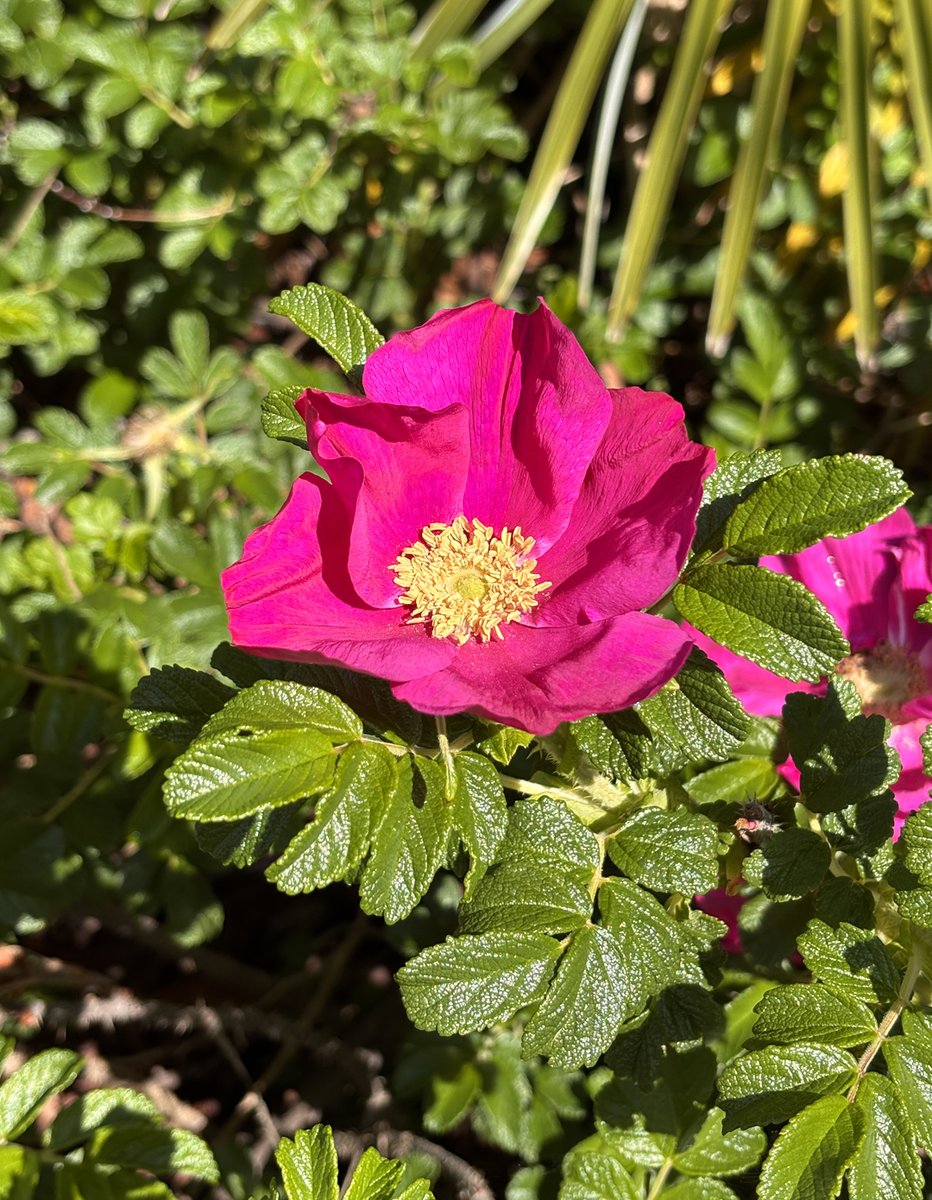 A pollinator magnet, Japanese rose (Rosa rugosa) is a fragrant beauty blooming now in the Asian Area, bed 226. You will find it located above the Japanese Pool, and it's accessible from the main paved path. It's a cheerful sight on a foggy Berkeley day!