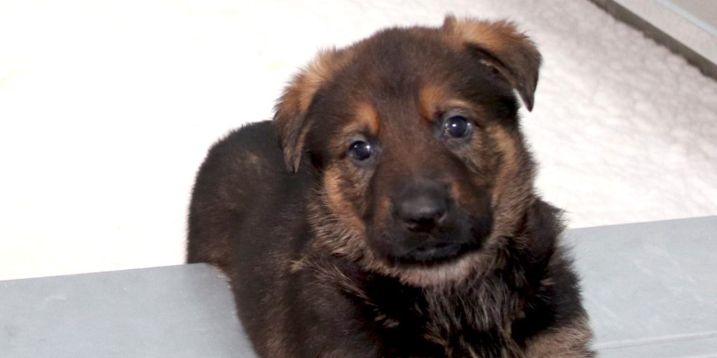 The big day is here! The winning names in the 2025 RCMP #NameThePuppy Contest are Ace, Argo, Arctic, Anouk, Action, Agent, Atim, Ash, August, Anchor, Alfie, Adler and Addy. Winners have been contacted directly. Full story visit:  ow.ly/gznH50VCtWH