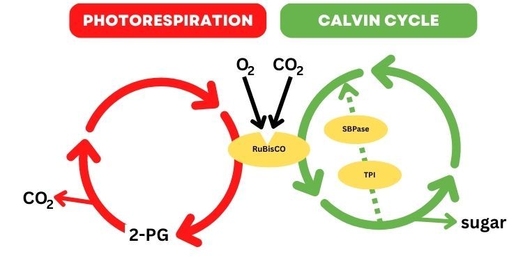 insilicoplants's tweet photo. The trade-off function of #photorespiration in a changing environment
📰 Story: https://t.co/XTox1MIBgQ via Botany One
🔬 Research: https://t.co/OtJ4WAUhHQ from Jakob Sebastian Hernandez, Thomas Nägele
#PlantScience 🧪 https://t.co/hSeq9xI70a