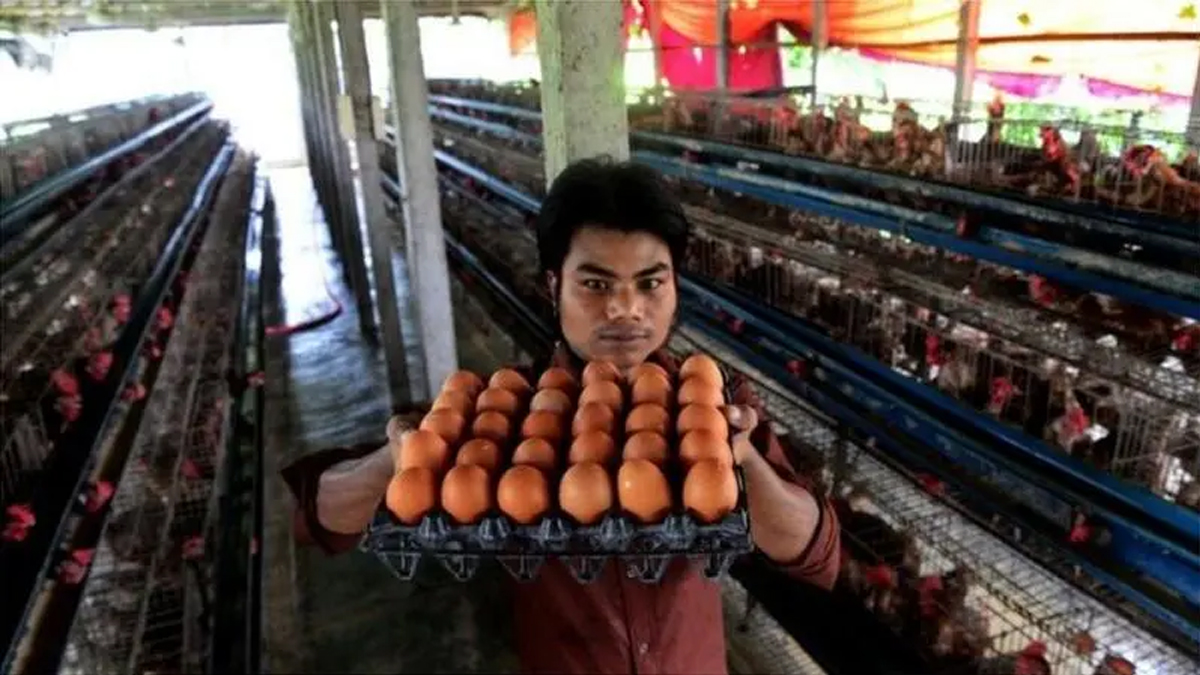 দেশজুড়ে ১ মে থেকে ডিম-মুরগির খামার ‘বন্ধের ঘোষণা’