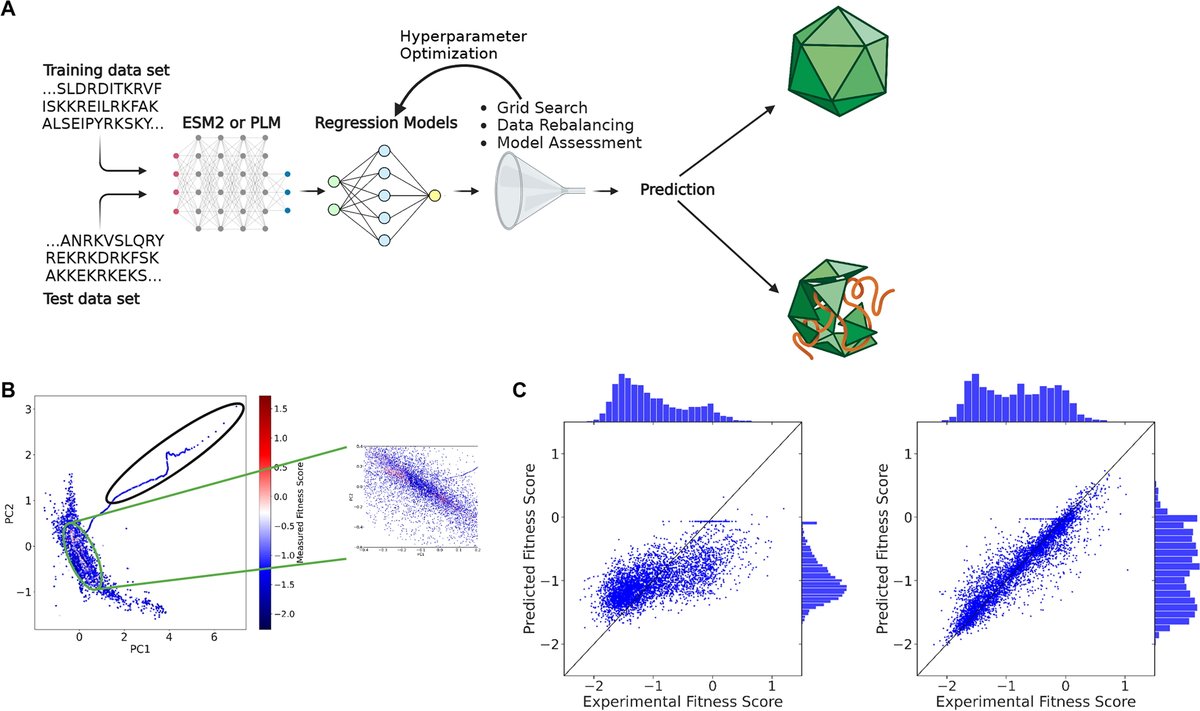 Machine Learning Model to Predict the Fitness of AAV Capsids for #GeneTherapy. Read the Free Access research article by Christian Mueller and coauthors from <a href="/sanofi/">Sanofi</a> : liebertpub.com/doi/10.1089/hu…