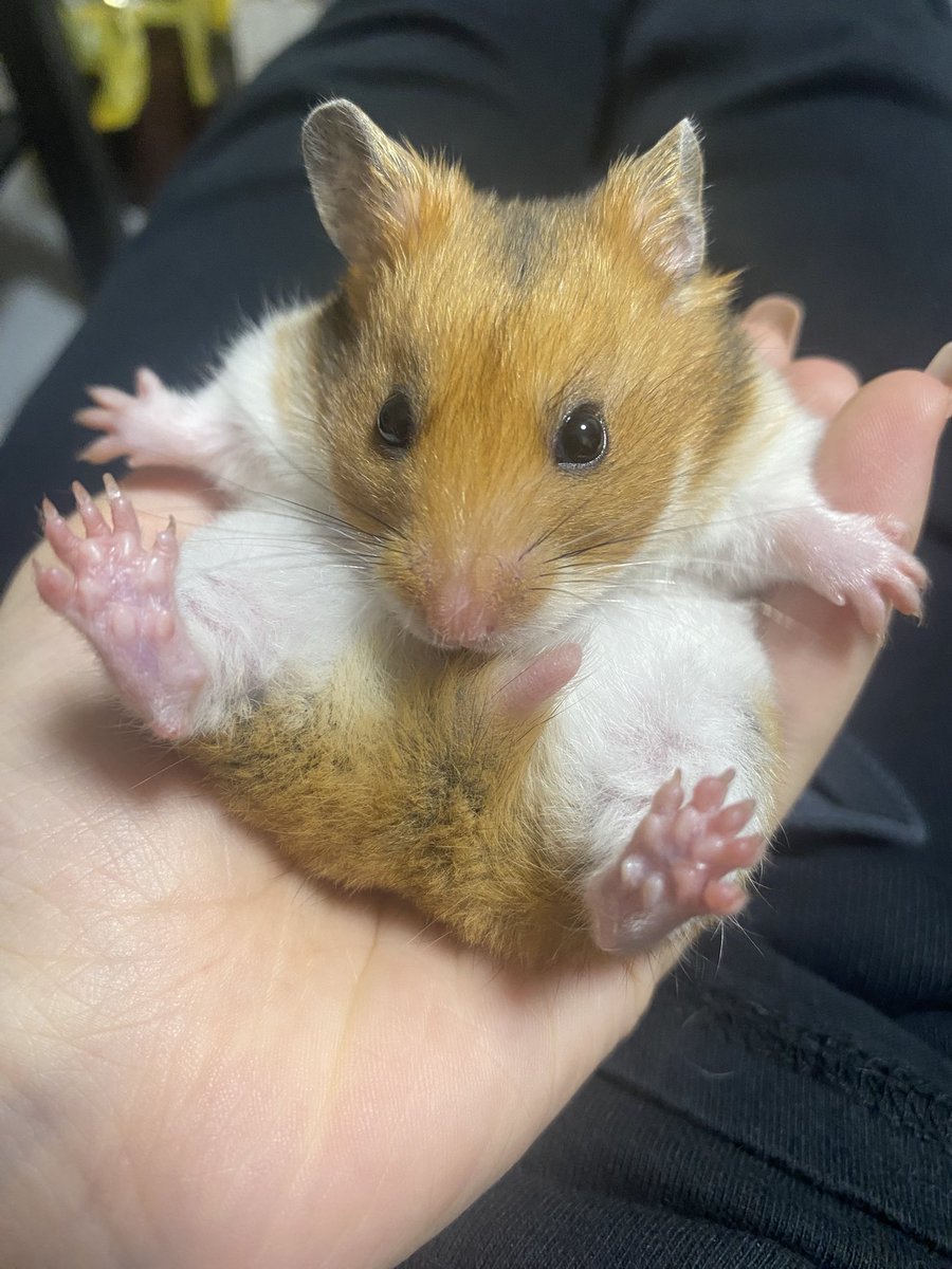 世界でいちばんお姫様👑🫶🏻🐹
