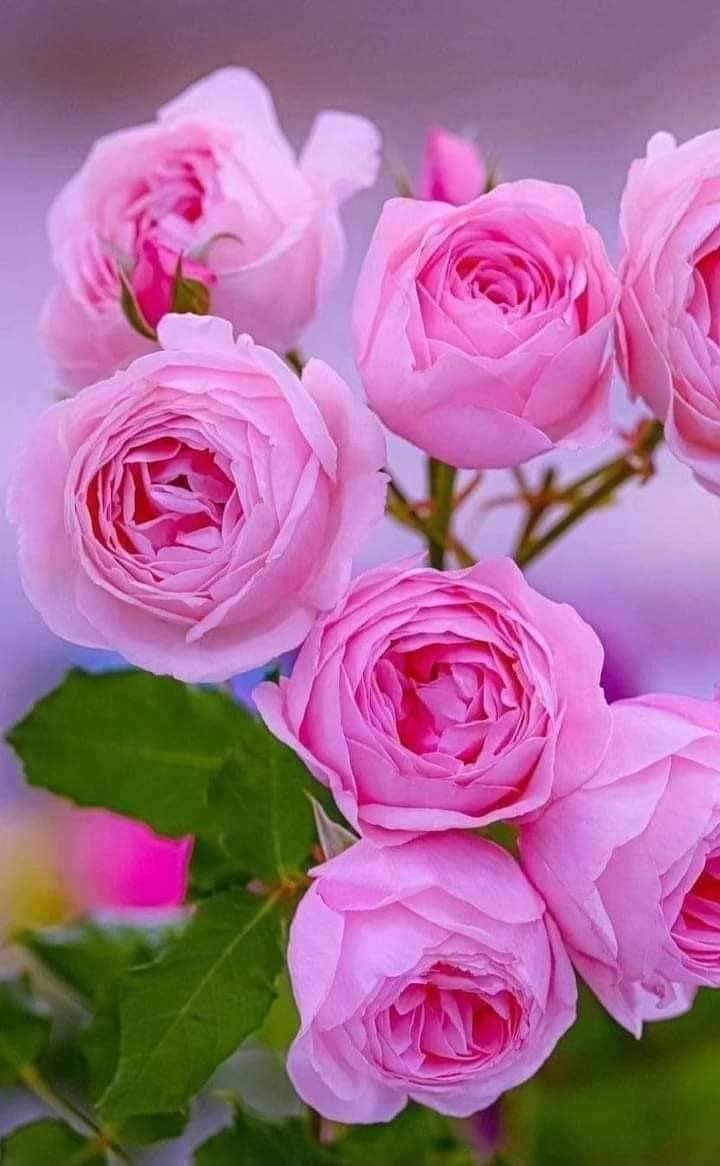 مساء الورد 🩷🌷