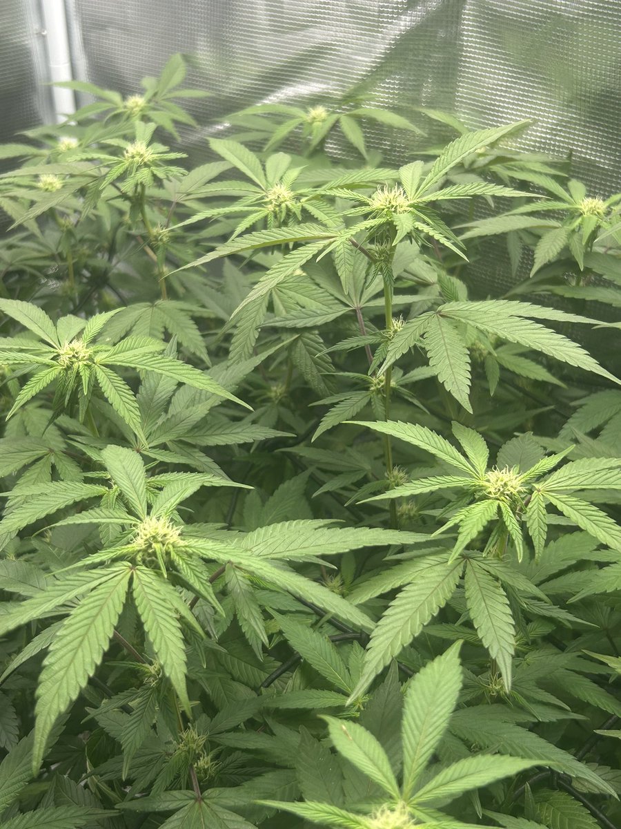 GirlsWhoGrow420's tweet photo. On day 15 and already starting to form trichomes while she slept🤩 So excited to see how her buds look when they mature in the following weeks! #Day15 #FlowerCycle #GirlsWhoGrow https://t.co/rEIVzG0GJO