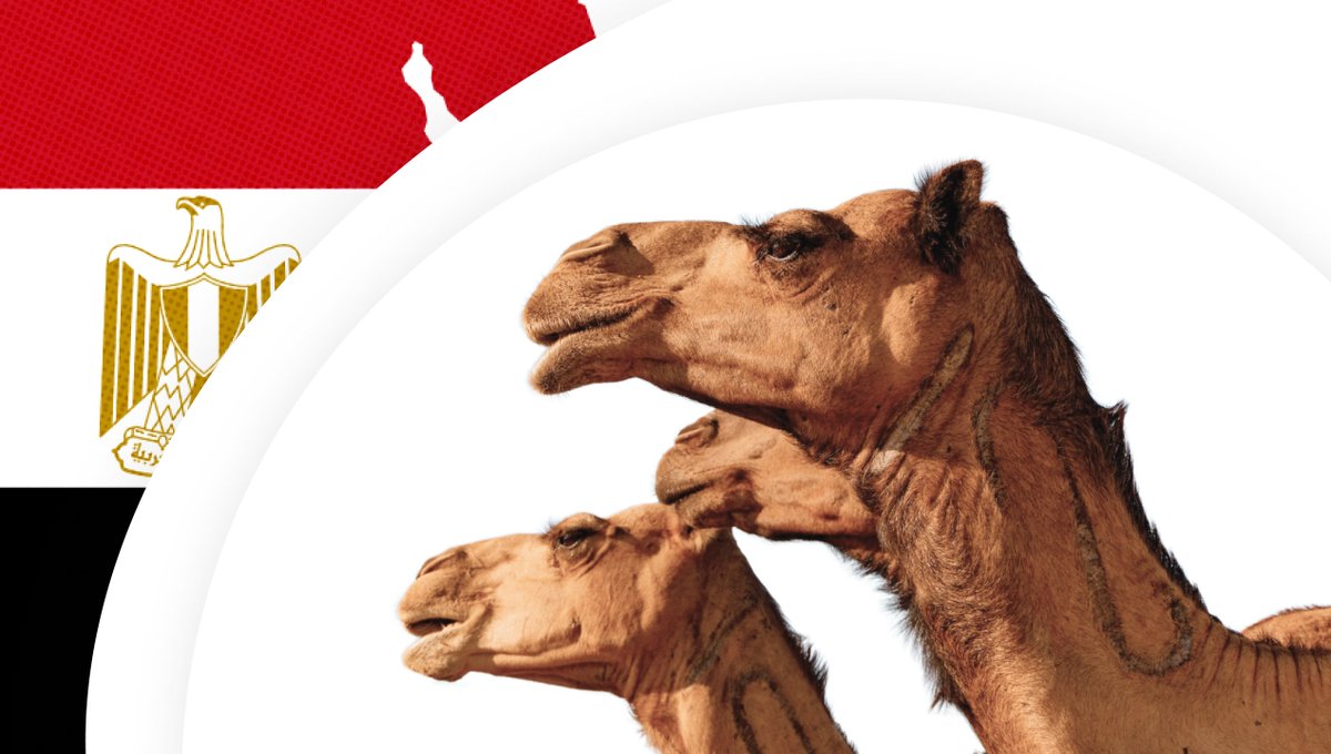 nt_programmatic's tweet image. 🌍 Egypt’s Digital Ad Market is Heating Up 

From skyrocketing internet penetration to a young, tech-savvy population, Egypt is becoming a key player in MENA’s digital ad space. 

Dive into the trends shaping the future of ads in Egypt 👉bit.ly/42MMZjP