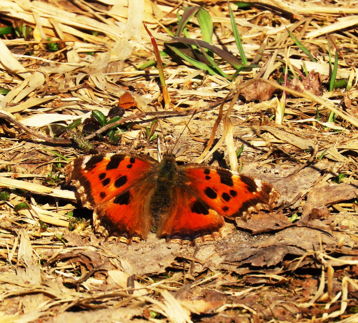 RitvaSavolaine1's tweet image. Isonokkosperhonen, en ole sellaista ennen nähnyt! #isonokkosperhonen #sääksmäki #springishere #kevät2025