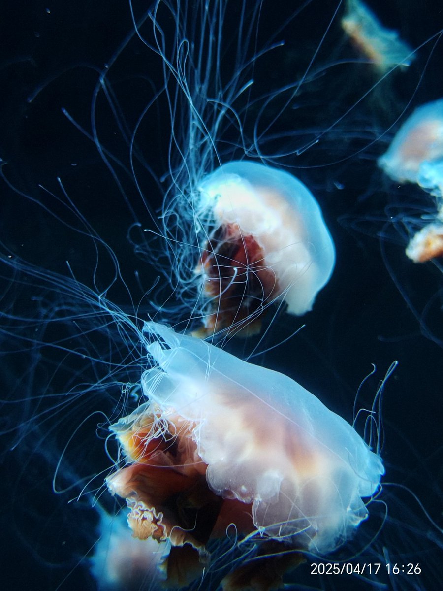 E14se's tweet photo. jellyfish https://t.co/BRDOIBsk62