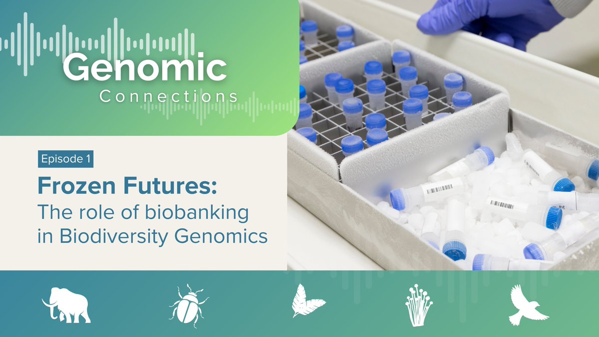 Biodiversity Genomics Europe (BGE) (@biogeneurope) on Twitter photo Discover the 4th "ERGA iBOL Europe Connections" blog: Introducing #GenomicConnections – a brand new #sciencepodcast!💥
The very first episode is about the role of #biobanking in Biodiversity Genomics.
➡️ Go to: biodiversitygenomics.eu/2025/04/17/erg…
#ERGAiBOLEuropeConnections <a href="/REA_research/">European Research Executive Agency</a> Discover the 4th "ERGA iBOL Europe Connections" blog: Introducing #GenomicConnections – a brand new #sciencepodcast!💥
The very first episode is about the role of #biobanking in Biodiversity Genomics.
➡️ Go to: biodiversitygenomics.eu/2025/04/17/erg…
#ERGAiBOLEuropeConnections <a href="/REA_research/">European Research Executive Agency</a>