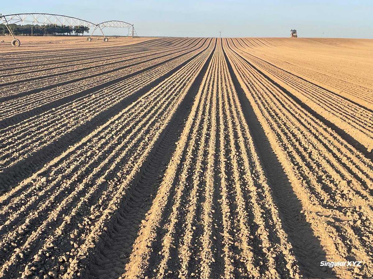 SingularXYZ_Ag's tweet photo. From Soil Prep to Onion Planting🚜
With the SAgro-Series autosteer systems, our users are streamlining every stage of the season - from field preparation to onion seeding. Those straight lines aren't just neat—they mean higher land utilization, less overlap, and greater yield.🌾 https://t.co/FKjg7aR5y0
