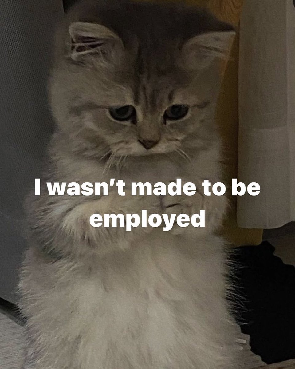 Catsillyness's tweet image. ㅤ