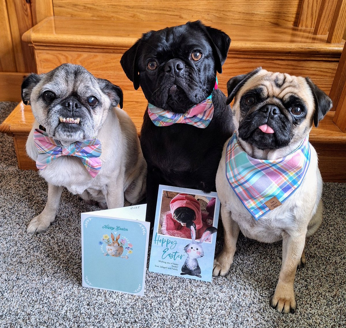 Good morning everyone. We're sending a THANK YOU to Jimmy &amp; Dodger <a href="/Dog333/">Dog333 🐾🐾🐾 (Jimmy, Dodger, Whisky and Mom)</a> for Lucy's bowtie so we can all match😍! THANK YOU Angus &amp; family <a href="/Angus_The_Bold/">Angus</a> &amp; <a href="/lalagailpug/">lalagailpug</a> &amp; family for the beautiful #Easter cards. Love you friends😘. #dogsoftwitter #CatsOfTwitter
#FRIENDS4EVER