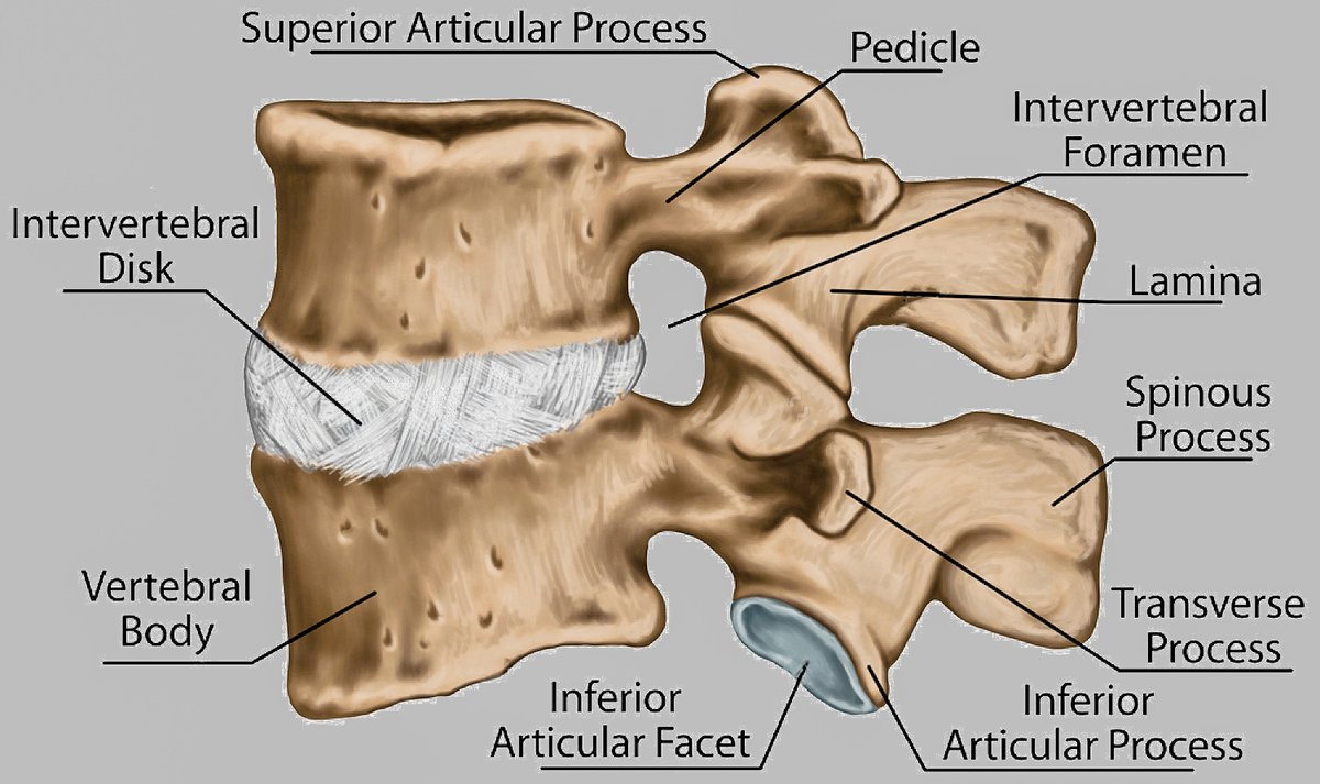 TriangleDecompr's tweet image. Spinal Health Without Surgery

Your joints may be failing-but there’s a proven, drug-free way to take pressure off your spine

Understand the problem. Explore real, lasting solutions
🔗 triangledecompression.com/post/understan…

#CaryNC #BackPainRelief #SpinalDecompression  #ChiropracticCare