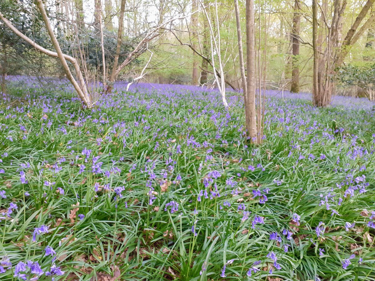 The Bluebells are coming! These should be fully out by Easter weekend!💙💙💙