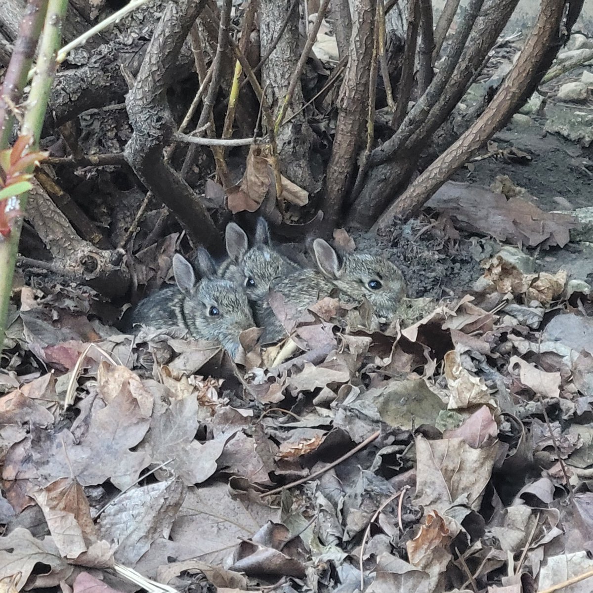 Chicago White Metal tweet media