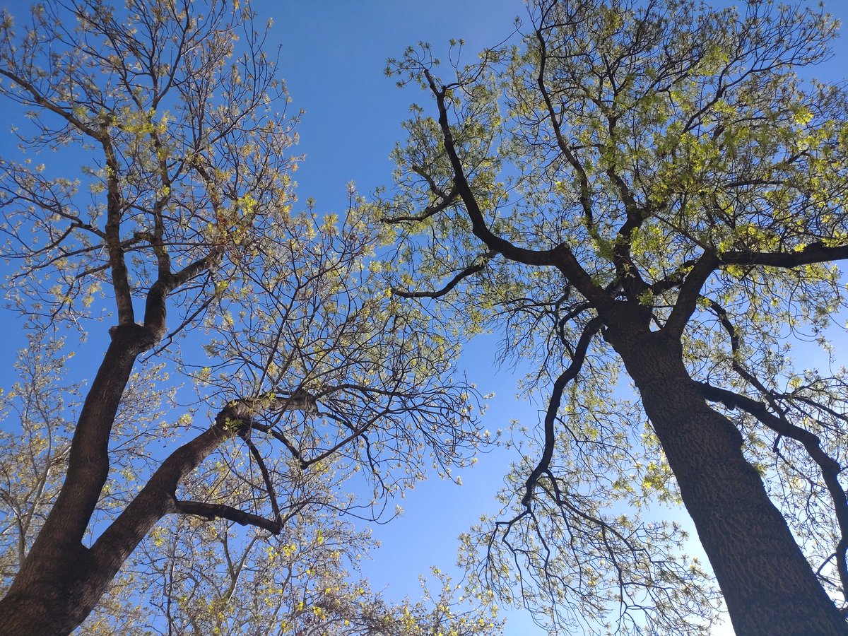 Susanne Steinacher (@cheerssu) on Twitter photo Looking further up
#spring #trees #WienWienSituation #April2025
<a href="/StormHour/">#StormHour</a> <a href="/ThePhotoHour/">#ThePhotoHour</a> Looking further up
#spring #trees #WienWienSituation #April2025
<a href="/StormHour/">#StormHour</a> <a href="/ThePhotoHour/">#ThePhotoHour</a>