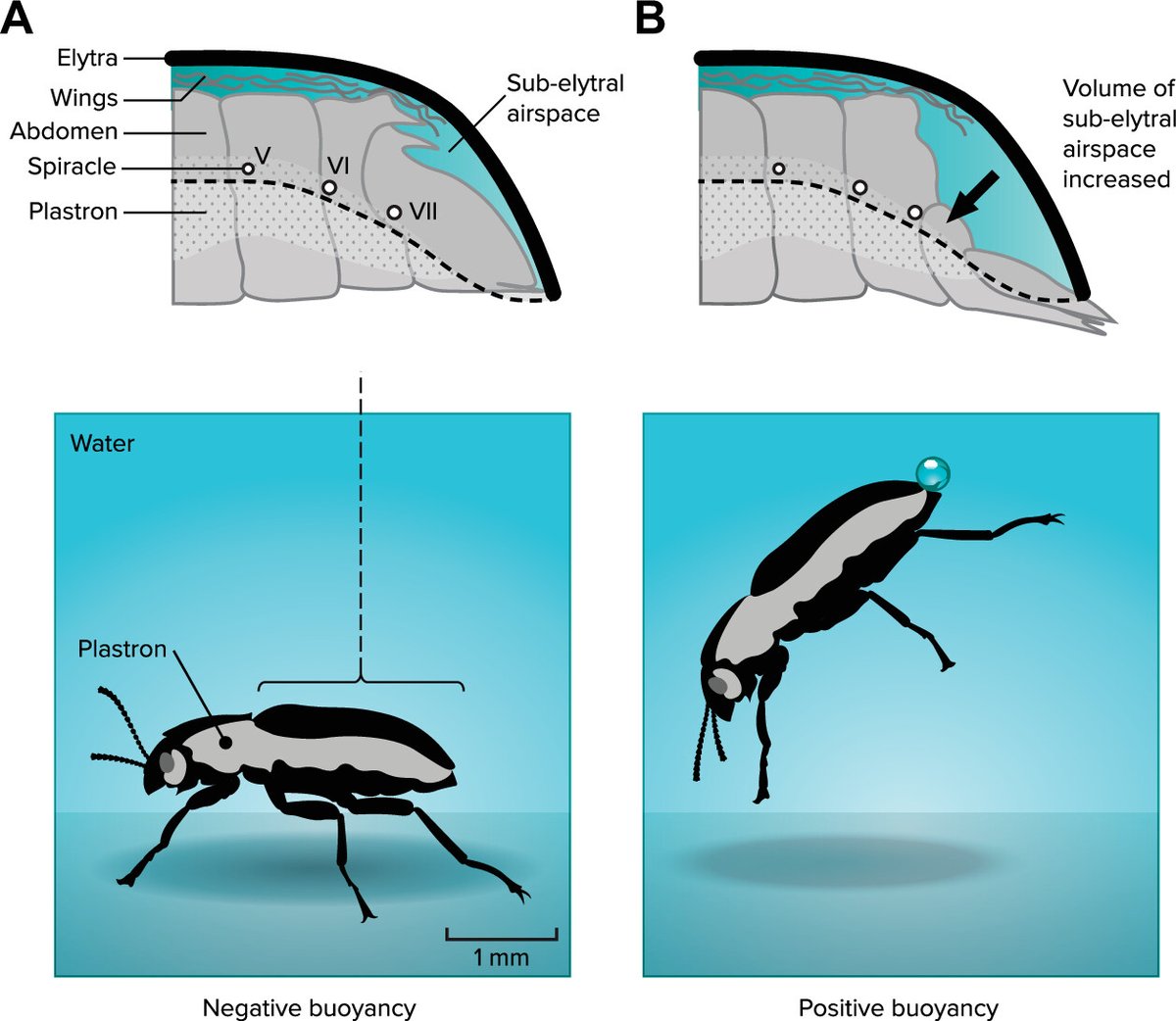 APS Publications (@apspublications) on Twitter photo Review Article from Philp G.D. Matthews (<a href="/UBC/">University of British Columbia</a>), Buoyancy Regulation in Insects🐜
➡️ow.ly/k1RA50VyScE
#Adaptation #BodyDensity Review Article from Philp G.D. Matthews (<a href="/UBC/">University of British Columbia</a>), Buoyancy Regulation in Insects🐜
➡️ow.ly/k1RA50VyScE
#Adaptation #BodyDensity