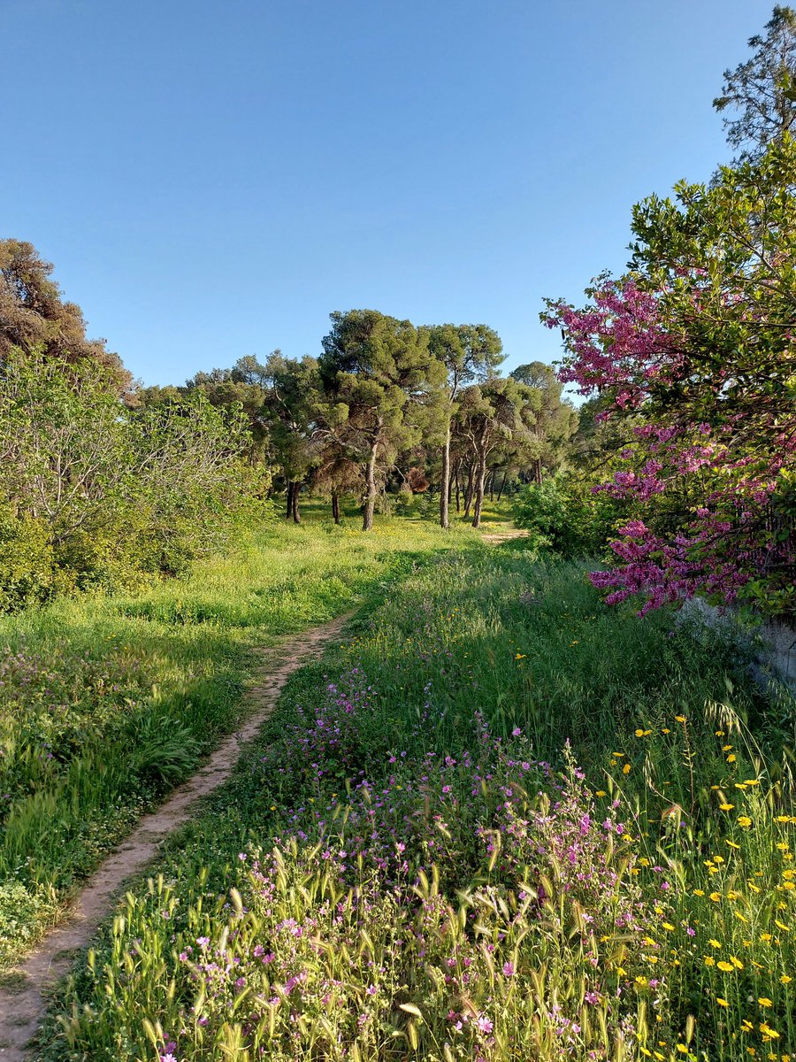 megpanos's tweet image. Πεύκη #greece #attica #pefki #spring #park #plant #plants #tree #trees #pine #pines #flower #flowers #sky #bluesky