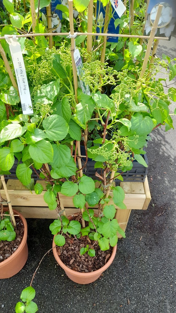 HenryStreetGC's tweet photo. Crazy Climbers - check out our large pot climbers.  Great for quick coverage. £34.99 each or 2 for £60. We've also got some Thunbergias (Black Eyed Susan) in. The Usain Bolts of the plant world. They'll grow up to 2m in just 1 season! https://t.co/UDsCPqGG3r