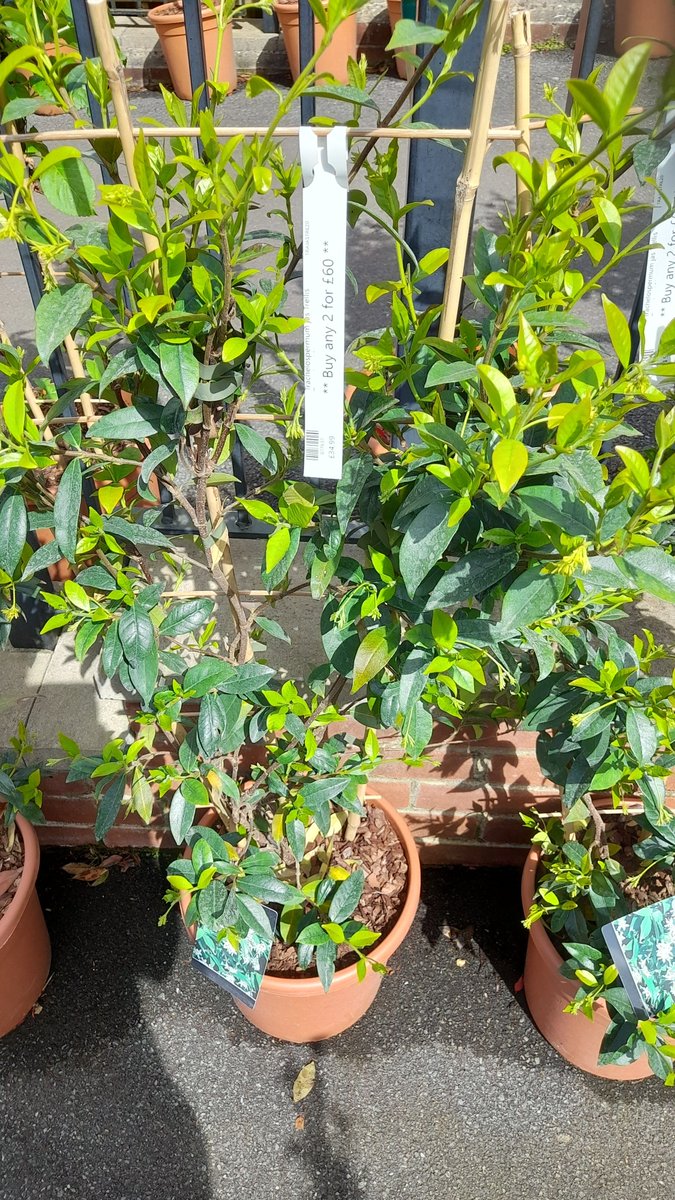 HenryStreetGC's tweet photo. Crazy Climbers - check out our large pot climbers.  Great for quick coverage. £34.99 each or 2 for £60. We've also got some Thunbergias (Black Eyed Susan) in. The Usain Bolts of the plant world. They'll grow up to 2m in just 1 season! https://t.co/UDsCPqGG3r