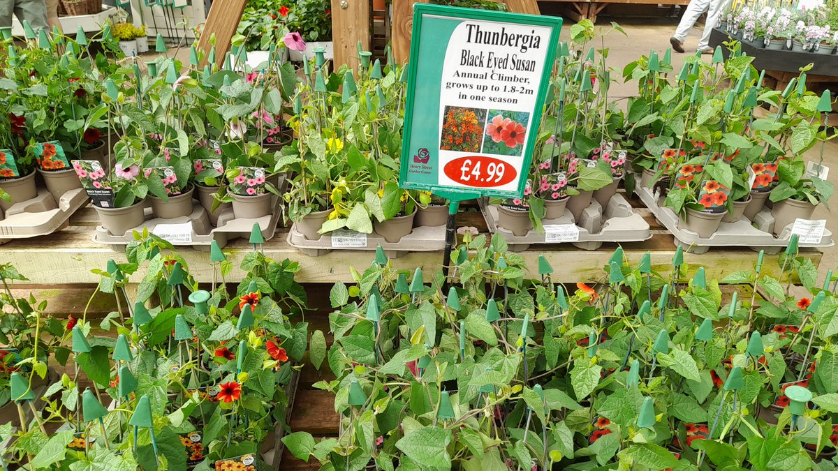 Crazy Climbers - check out our large pot climbers.  Great for quick coverage. £34.99 each or 2 for £60. We've also got some Thunbergias (Black Eyed Susan) in. The Usain Bolts of the plant world. They'll grow up to 2m in just 1 season!