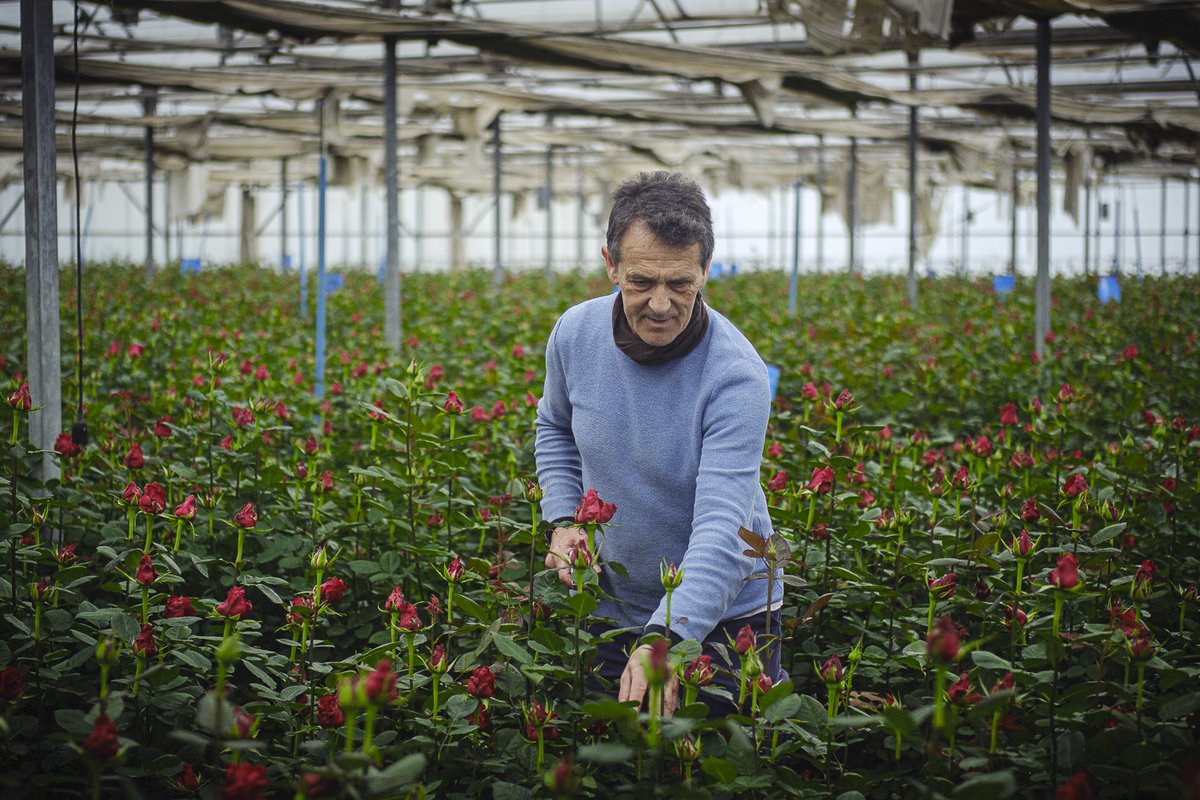 bernatmarre's tweet photo. 🌹 Aquest Sant Jordi es vendran set milions de roses i només vint mil hauran estat cultivades a Catalunya. L’última empresa que les produeix és una explotació familiar de Santa Susanna que resisteix tot i la manca de suport.

✍️ @lamira 
📷 @jordiborras 

https://t.co/q984DnQx1M https://t.co/vWRIVB2R4j